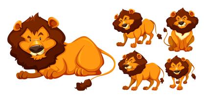 Lion sauvage dans cinq actions différentes