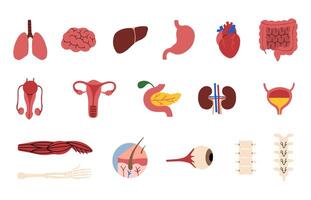 Humain organes collection 2 sur une blanc arrière-plan, illustration. vecteur