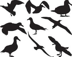 albatros des oiseaux silhouette sur blanc Contexte vecteur