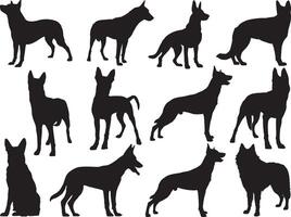 Belge berger chiens silhouette sur blanc Contexte vecteur