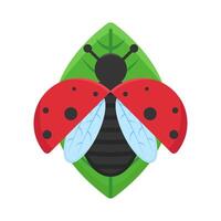 illustration de coccinelle vecteur