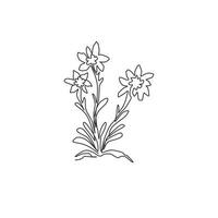 une beauté de dessin au trait continu et une plante exotique de leontopodium pour l'impression d'affiches d'art de décoration murale à la maison. fleur d'edelweiss décorative pour le logo du parc national. illustration vectorielle de dessin à une seule ligne vecteur