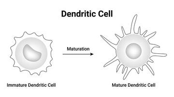 dendritique cellule science conception illustration diagramme vecteur