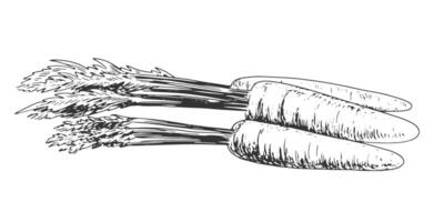 bouquet de carottes isolé sur blanc Contexte. main tiré Trois carottes avec hauts, feuilles. noir et blanc légume. nourriture tiré avec éclosion. carotte esquisser vecteur