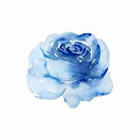 bleu Rose aquarelle fleur fleurs vecteur