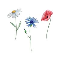 aquarelle fleurs sauvages, délicat botanique illustration vecteur