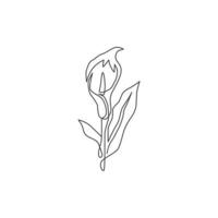 dessin d'une seule ligne de lis d'arum frais de beauté pour l'art d'affiche de décoration murale. fleur décorative imprimable de zantedeschia pour l'icône de parc verdoyant. ligne continue moderne dessiner illustration vectorielle de conception vecteur