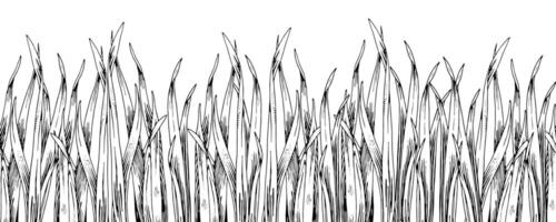 herbe sans couture frontière. main tiré noir et blanc Contexte. champ plante esquisser. contour dessin de vert prairie. mauvaises herbes ligne art illustration. pour bordant cartes et mur art autocollants vecteur