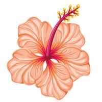 main tiré hibiscus fleur vecteur