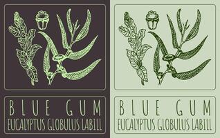 dessin bleu gencive. main tiré illustration. le Latin Nom est eucalyptus globulus labille. vecteur
