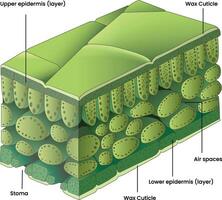 illustration de une feuille traverser section diagramme vecteur