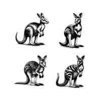 ensemble de kangourou illustration. main tiré kangourou noir et blanc illustration. isolé blanc Contexte vecteur