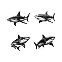 ensemble de les requins illustration. main tiré requin noir et blanc illustration. isolé blanc Contexte vecteur