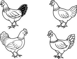 poule contour illustration, isolé sur blanc arrière-plan, haut vue vecteur