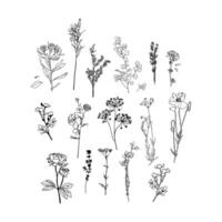 ensemble de main tiré botanique fleur, ensemble herbes et sauvage fleurs, minimaliste fleur graphique esquisser dessin épanouissement les plantes et branches avec feuilles, encre fleurs sauvages main dessiné, herbes fleurs peint vecteur