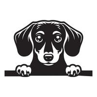chien furtivement - teckel chien furtivement visage illustration dans noir et blanc vecteur