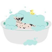 animal de compagnie toilettage dalmatien sur une blanc Contexte illustration. vecteur