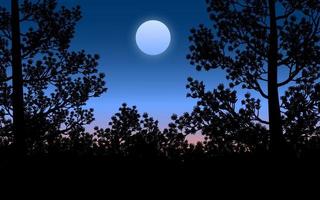ciel nocturne en forêt avec pin