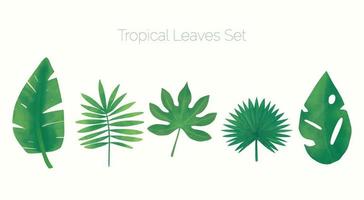 feuille tropicale verte sur fond blanc. feuilles de palmier et de bananier. ensemble de spa de cinq feuilles tropicales d'été. vacances tropicales. vecteur eps 10