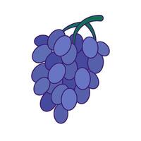 cueillette été les raisins baies pour vignoble bouquet vecteur