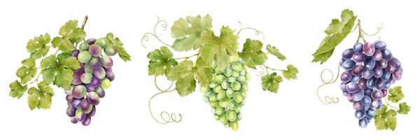 ensemble de grappes de les raisins avec feuilles. isolé aquarelle illustrations. vignes pour le conception de Étiquettes de vin, grain de raisin jus et produits de beauté, mariage cartes, papeterie, salutations cartes vecteur