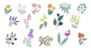 ensemble de 16 des illustrations de les plantes utilisé dans homéopathique médecine, dessiné à la main dans une plat griffonnage style. fleurs et herbes utilisé dans alternative médicament. vecteur