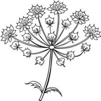 reine Anne dentelle fleur contour illustration coloration livre page conception, reine Anne dentelle fleur noir et blanc ligne art dessin coloration livre pages pour les enfants et adultes vecteur