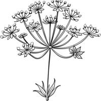 reine Anne dentelle fleur contour illustration coloration livre page conception, reine Anne dentelle fleur noir et blanc ligne art dessin coloration livre pages pour les enfants et adultes vecteur