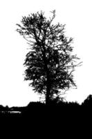 silhouette d'arbre isolé sur fond blanc. illustration vectorielle. vecteur