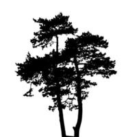 silhouette d'arbre isolé sur fond blanc. illustration vectorielle vecteur