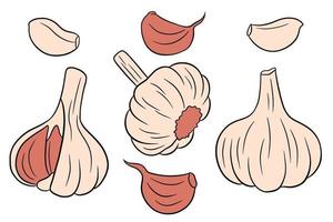 ensemble d'ail. tête d'ail, gousses, pelées et décortiquées. vecteur