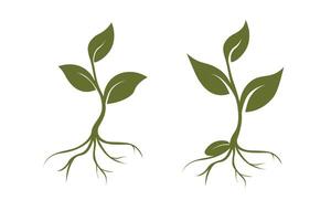 choux, Trois feuilles, racines, graine. biologique Créatif symbole concept, Naturel biocosmétique, la nature vecteur