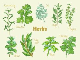 culinaire herbes collection vecteur