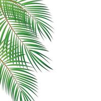 cadre naturaliste coloré de la feuille des libistones du chinois. palmier du sud vecteur