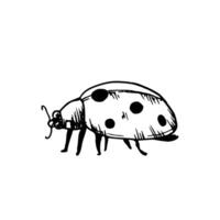 mignonne coccinelle ou coccinelle. main peint linéaire insectes. graphique clipart isolé sur Contexte. botanique et mariage illustration. pour concepteurs, faire-part, décoration, cartes postales, emballage vecteur