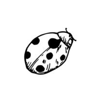 mignonne coccinelle ou coccinelle. main peint linéaire insectes. graphique clipart isolé sur Contexte. botanique et mariage illustration. pour concepteurs, faire-part, décoration, cartes postales, emballage vecteur