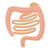 Humain digestif système grand intestin illustration vecteur