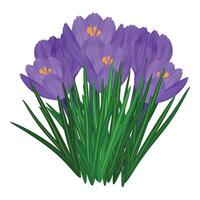 vibrant violet crocus fleur grappe illustration vecteur