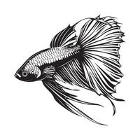 magnifique betta poisson illustration Stock image isolé sur blanc vecteur