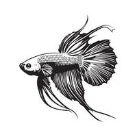 magnifique betta poisson illustration Stock image isolé sur blanc vecteur