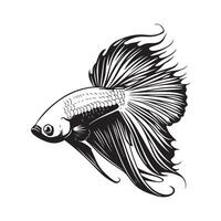 magnifique betta poisson illustration Stock image isolé sur blanc vecteur