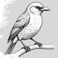 main tiré oiseau illustration gravure oiseau vecteur