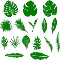 tropical botanique collection. exotique jungle feuille impression pour été décor. illustration ensemble. paume et monstera feuille conception. tropical jardin. exotique banane feuille. illustration vecteur