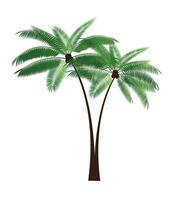 illustration vectorielle de feuille de palmier vecteur
