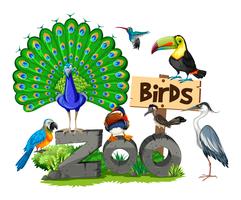 Différents types d&#39;oiseaux au zoo vecteur