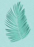 belle feuille de palmier sur fond transparent. illustration vectorielle vecteur