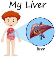 Garçon et foie sur diagramme vecteur