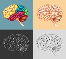 Cerveau humain en quatre modèles vecteur