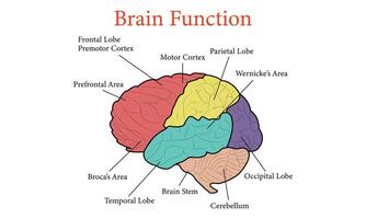 Humain cerveau une fonction anatomie cellule diagramme illustration conception. vecteur