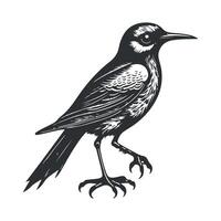 mignonne oiseau noir et blanc dessin animé personnage conception collection. blanc arrière-plan, animaux. vecteur